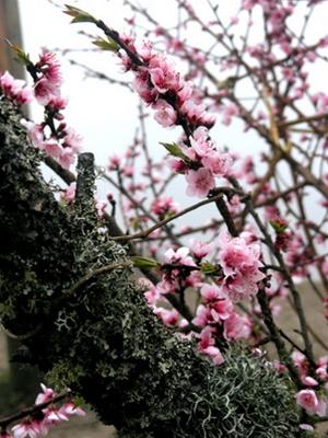 Peach blossom in Northwestern region